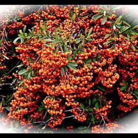 Luise Andersen: 'fabulous abundance II', 2013 Color Photograph, nature. Artist Description:   . every time I walk by this bush. . hold my breath . . and take pictures. . . since months the abundance in red orange lush berries/ fruit . . the incredible prolific growth. . makes me gasp in delight.* * size for uploading purpose only* * * copoes at present not available.  ...