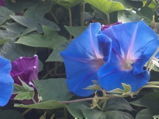 Luise Andersen: 'light Of Morning Glory IX', 2014 Color Photograph, Floral.    more of Morning Glories. . they multiple so vigorouslybrilliant blues and wonderful greens. . lovely shaped. . delights eyes. .Taken with Sony Cybershot , 14. 1* * size for uploading purpose only  ...