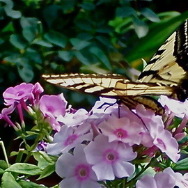 Luise Andersen: 'series Butterfly', 2012 Color Photograph, nature. Artist Description:  Butterfly # 13 in series August 17,2012- - - - - - - - - - - - - - - - - - - - - - - - - - - - - - - - -he is beautiful. . and he was in such intense, try every blossoms nectar attempt. . after about 15 minutes, he was on my hat. . next to my face. . sooo close. . for lens too close. . entranced. . at that point did not care about ...