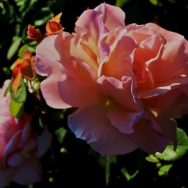 Luise Andersen: 'the Muse ROSE Touches Glow In Dark I', 2011 Other Photography, Floral. Artist Description:  October I, 2011- from the series I took on Sept. 30,2011. . I chose these Roses. . to creatively touch. . did not use specific programs, just the download features on the windows gallery photos . . expresses part of me. . through the beautiful , precious of pink Rose. . which called 'my name' ...