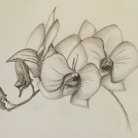 Orchids By Laura Testa