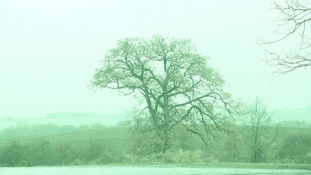 Anya Knoche  'The Tree', created in 2008, Original Photography Other.