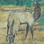 Elks By Lenore Schenk