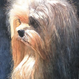 Yorkie in the night By James Dailey
