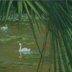 Swans Through the Palms By Lorrie Williamson