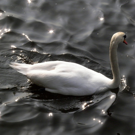 Laurie Delaney: 'Glistening', 2011 Color Photograph, Animals. Artist Description: Water, texture, swan.   ...