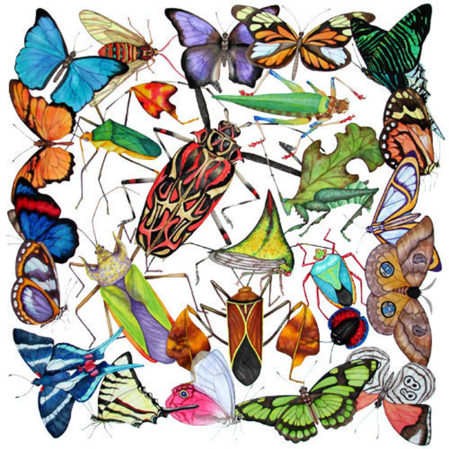 Lucy Arnold  'Amazon Insects', created in 2008, Original Watercolor.