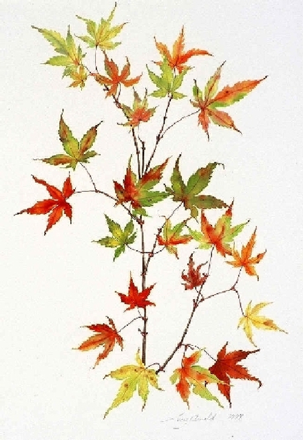 Artist Lucy Arnold. 'Japanese Maple' Artwork Image, Created in 1997, Original Watercolor. #art #artist