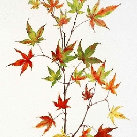 Japanese Maple By Lucy Arnold