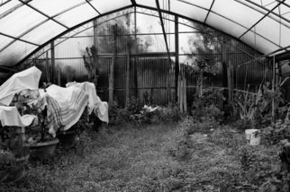 Bernhard Luettmer: 'Serre I', 2009 Black and White Photograph, Landscape.             Landscape in Tuscany/ Landscape, italy, tuscany, morning, totady, tree,            ...