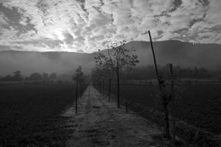 Bernhard Luettmer: 'This morning', 2009 Black and White Photograph, Landscape.  Landscape in Tuscany/ Landscape, italy, tuscany, morning, totady, tree, ...