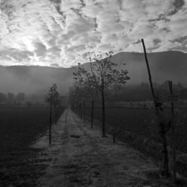 Bernhard Luettmer: 'This morning', 2009 Black and White Photograph, Landscape. Artist Description:  Landscape in Tuscany/ Landscape, italy, tuscany, morning, totady, tree, ...