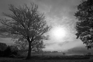 Bernhard Luettmer: 'This morning III', 2009 Black and White Photograph, Landscape.    Landscape in Tuscany/ Landscape, italy, tuscany, morning, totady, tree,   ...