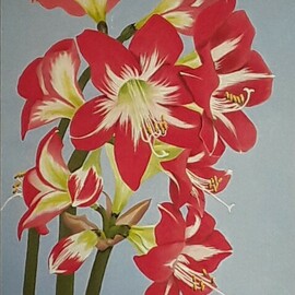 Lora Vannoord: 'amaryllis flowers', 2023 Oil Painting, Floral. Artist Description: Original oil painting on linen canvas board of some Amaryllis Flowers from my garden in Florida.  Frame included. ...