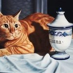 Cat and the jar of gentian By Mario Cossu