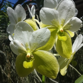 Jerry Schole: 'albas', 2020 Color Photograph, Floral. Artist Description: Orchid Vanda sanderiana alba bloom.  A species that has a two tone bloom of white and lime green. ...
