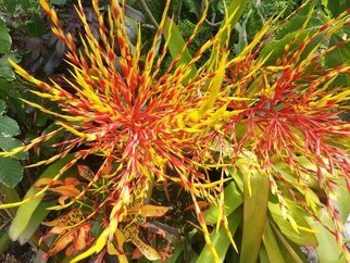 Jerry Schole: 'blazin', 2020 Color Photograph, Floral. This Type of Bromeliad unlike most can grow in full direct sun.  The large 3 to 5 foot leaves turn golden amber and the inflorescence can reach 5 - 6 feet with a blaze of colors in yellow and red with bright yellow blossoms.   ...