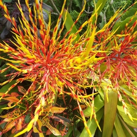 Jerry Schole: 'blazin', 2020 Color Photograph, Floral. Artist Description: This Type of Bromeliad unlike most can grow in full direct sun.  The large 3 to 5 foot leaves turn golden amber and the inflorescence can reach 5 - 6 feet with a blaze of colors in yellow and red with bright yellow blossoms.   ...