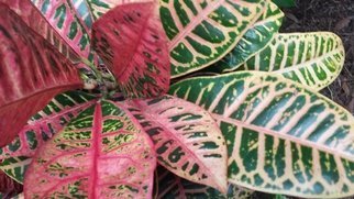 Jerry Schole: 'pink over green', 2020 Color Photograph, Floral. The leaves of Croton plants exhibit a wide range of colors. Here pink veins are over green of leaf and newer more pink leaves are also over older more green filled leaves. Pink leaves are toward top over green leaves at bottom of photo, so pink over green had to ...