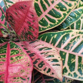 Jerry Schole: 'pink over green', 2020 Color Photograph, Floral. Artist Description: The leaves of Croton plants exhibit a wide range of colors. Here pink veins are over green of leaf and newer more pink leaves are also over older more green filled leaves. Pink leaves are toward top over green leaves at bottom of photo, so pink over green ...