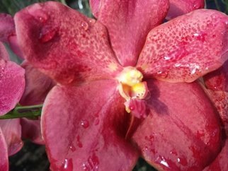 Jerry Schole: 'red plus', 2020 Color Photograph, Floral. One of many types of orchids I grow and sell under Mad Happenings this Vanda is a wonder mix of reds and a little more. ...