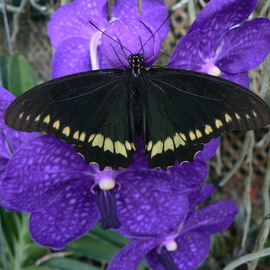 Jerry Schole: 'rest stop', 2020 Color Photograph, Beauty. Artist Description: Swallowtail Butterfly rest upon Orchid Vanda Pachara Delight. The Black atop the Blue Purple blossom enhances the feeling of calm.  ...