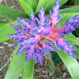 Jerry Schole: 'tango blue', 2020 Color Photograph, Floral. Artist Description: This Bromeliad named Blue Tango has bloom spike of hot pink with cobalt blue bracts and blossoms. Mad Happenings grows and sell many types, in various sizes and colors. They hold very still for photos. ...