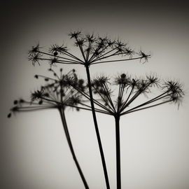 Jaromir Hron: 'Brushes', 2011 Black and White Photograph, Floral. Artist Description:    monochrome, nature detail, botany, flowers ...