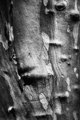 Jaromir Hron: 'Treeskin', 2012 Black and White Photograph, Abstract.  abstract, macro, detail, monochromatic, black, white      ...