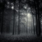deep forest By Jaromir Hron