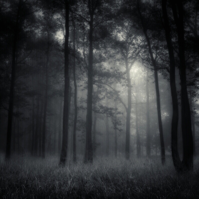 Jaromir Hron  'Deep Forest', created in 2010, Original Photography Black and White.