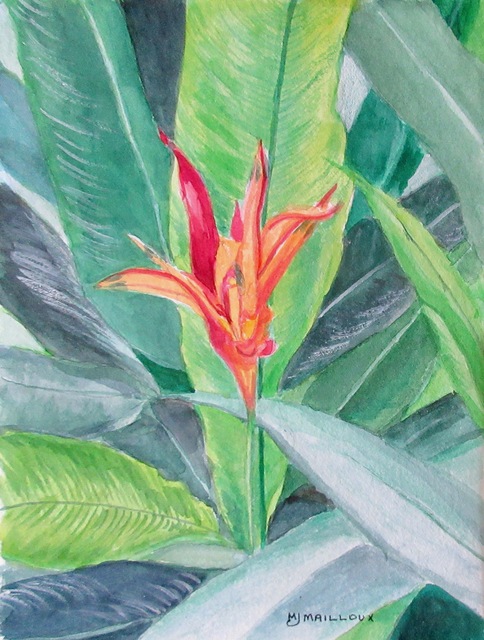 Mary Jean Mailloux  'Common Bird Of Paradise', created in 2020, Original Drawing Gouache.