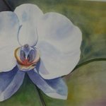 orchid and bulb By Mary Jean Mailloux