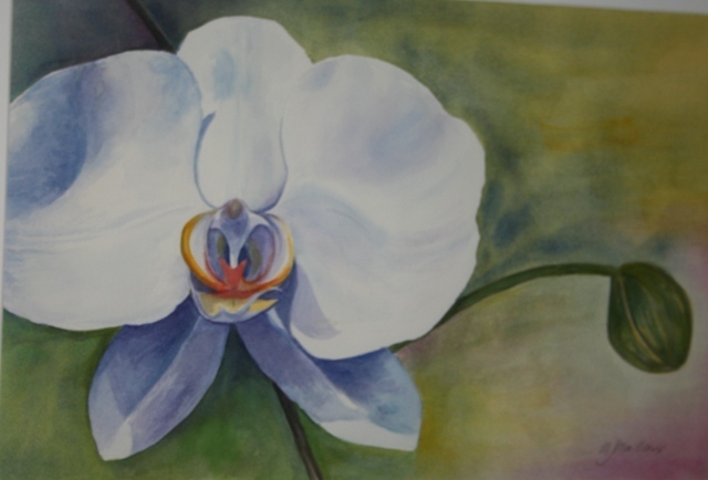 Mary Jean Mailloux  'Orchid And Bulb', created in 2009, Original Drawing Gouache.