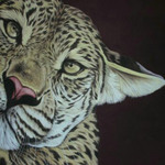 leopard painting By Manish Vaishnav