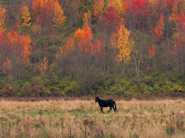Artist Charles Baldwin. 'Black Horse Autumn Color' Artwork Image, Created in 2019, Original Computer Art. #art #artist