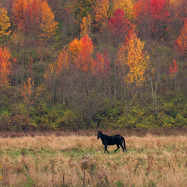 black horse autumn color By Charles Baldwin