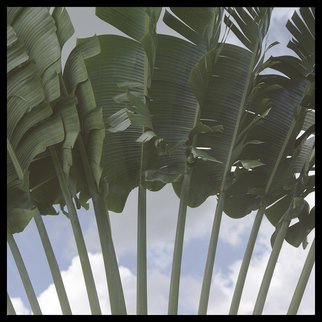 Marcia Treiger: 'Palms with Personality', 2014 Color Photograph, Abstract Landscape.       Since moving to Florida, I have a fascination with palms, palm fronds, and plant life that is so green and verdant. The tropical and unusual shape of all palms trees color are calming and reminiscent of vacation times. Many in this series were shot at night, and lit by an...