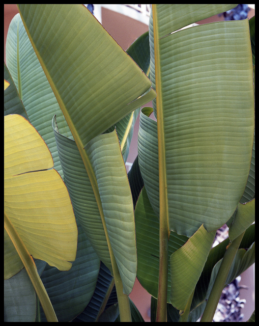 Marcia Treiger  'Palms With Personality', created in 2014, Original Photography Color.