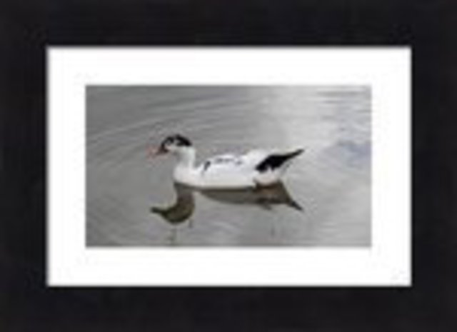 Artist Mary Goodreau. 'Black And White Duck In A Pond' Artwork Image, Created in 2014, Original Digital Art. #art #artist
