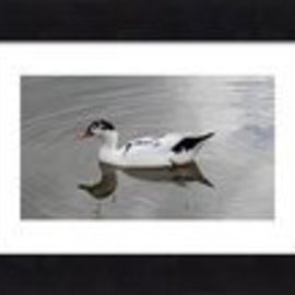 Black And White Duck In A Pond By Mary Goodreau