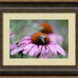 Honey Bee On A Pink Daisy By Mary Goodreau
