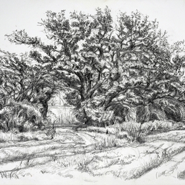Maxine Cameron: 'mature oaks', 2023 Graphite Drawing, Expressionism. Artist Description: Wonderfully gnarled mature oaks growing though historyGraphite on Canvas textured Acrylic paper....