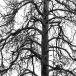 Ponderosa Pine By Michael Easton