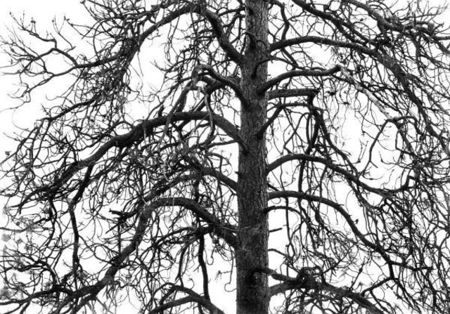 Michael Easton  'Ponderosa Pine', created in 1999, Original Photography Black and White.