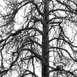 Ponderosa Pine By Michael Easton