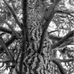 Ponderosa Pine 2 By Michael Easton