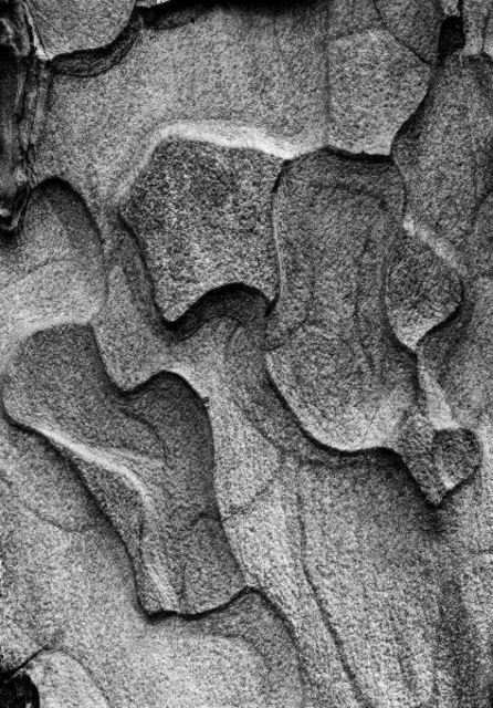 Artist Michael Easton. 'Ponderosa Pine Bark 3' Artwork Image, Created in 1999, Original Photography Black and White. #art #artist