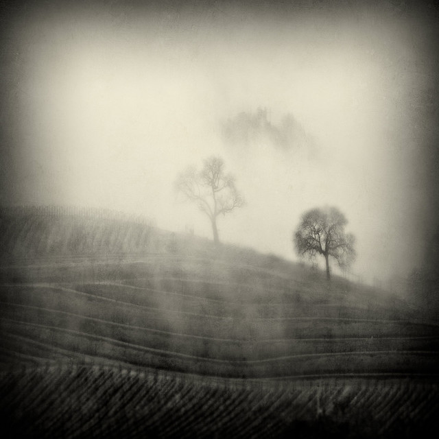 Artist Michael Regnier. '2 Trees In The Fog' Artwork Image, Created in 2010, Original Photography Other. #art #artist