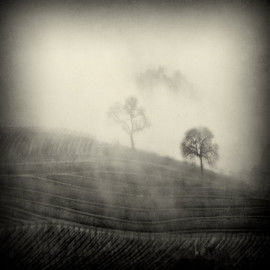 Michael Regnier: '2 Trees in the Fog', 2010 Color Photograph, Landscape. Artist Description:  vineyard, vineyards, fog, trees   ...